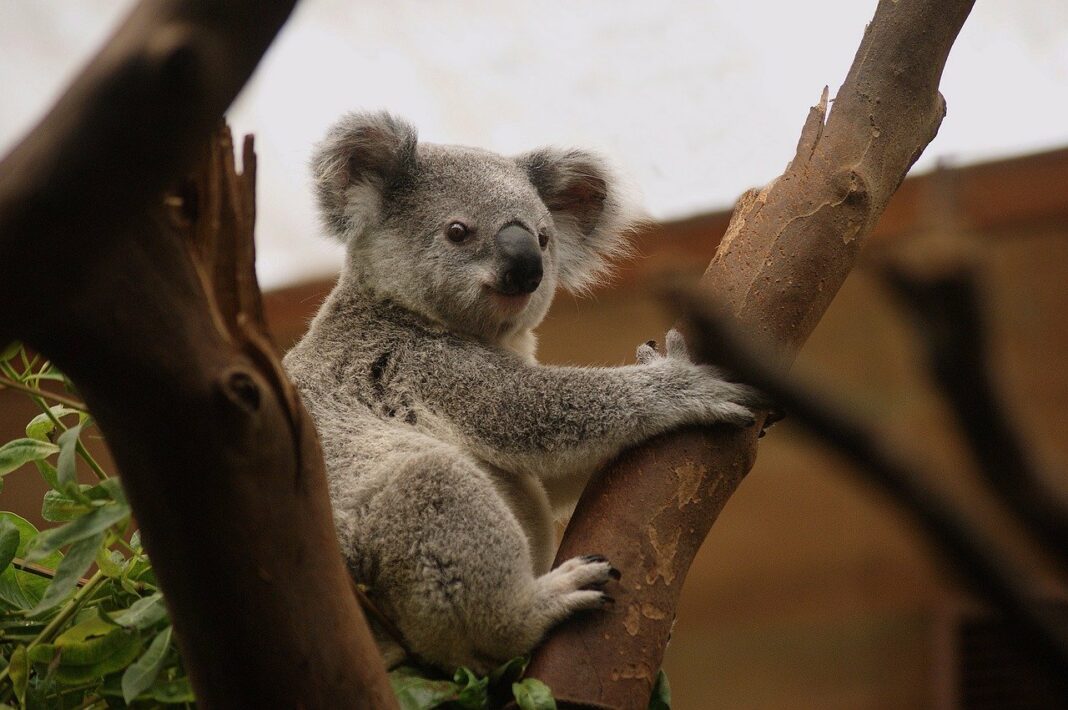 Les arguments de Ripple devant la SEC inspirent l’Australie +- koala-ge34ae14ae_1280