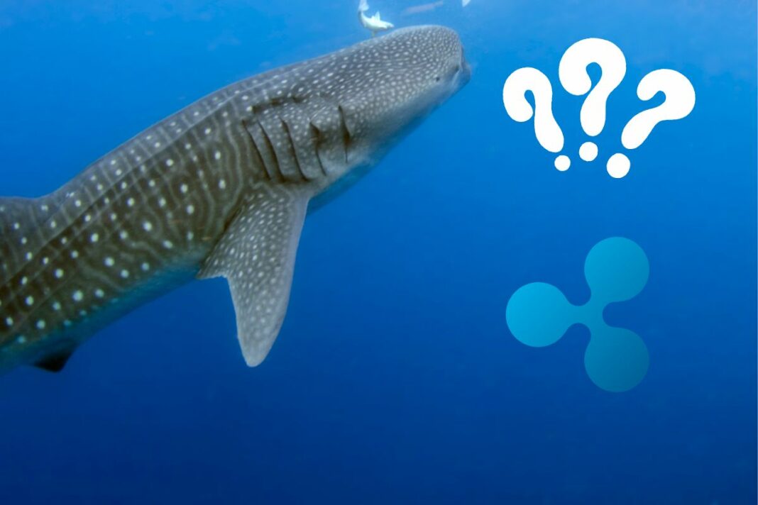 Déplacement massif de 50 millions de XRP par une baleine Quelles implications pour le prix