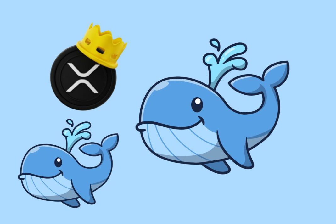 Les baleines XRP renforcent leurs positions malgré la tourmente du marché (1)