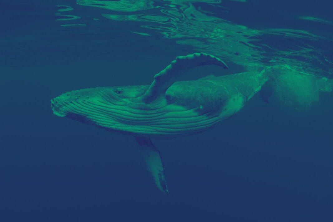 Ventes XRP, la guerre secrète des baleines révèle une stratégie complexe